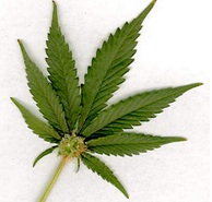 marijuana image